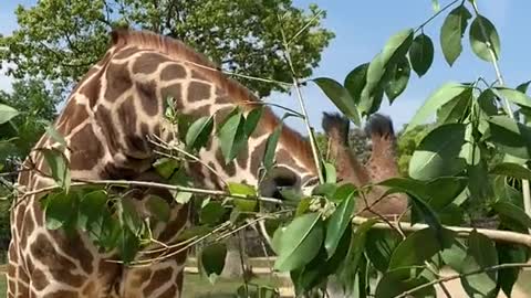 giraffes