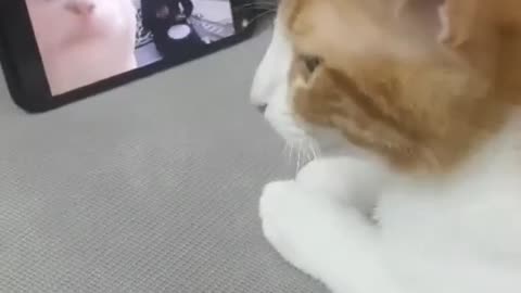 This cat dance better than you !!