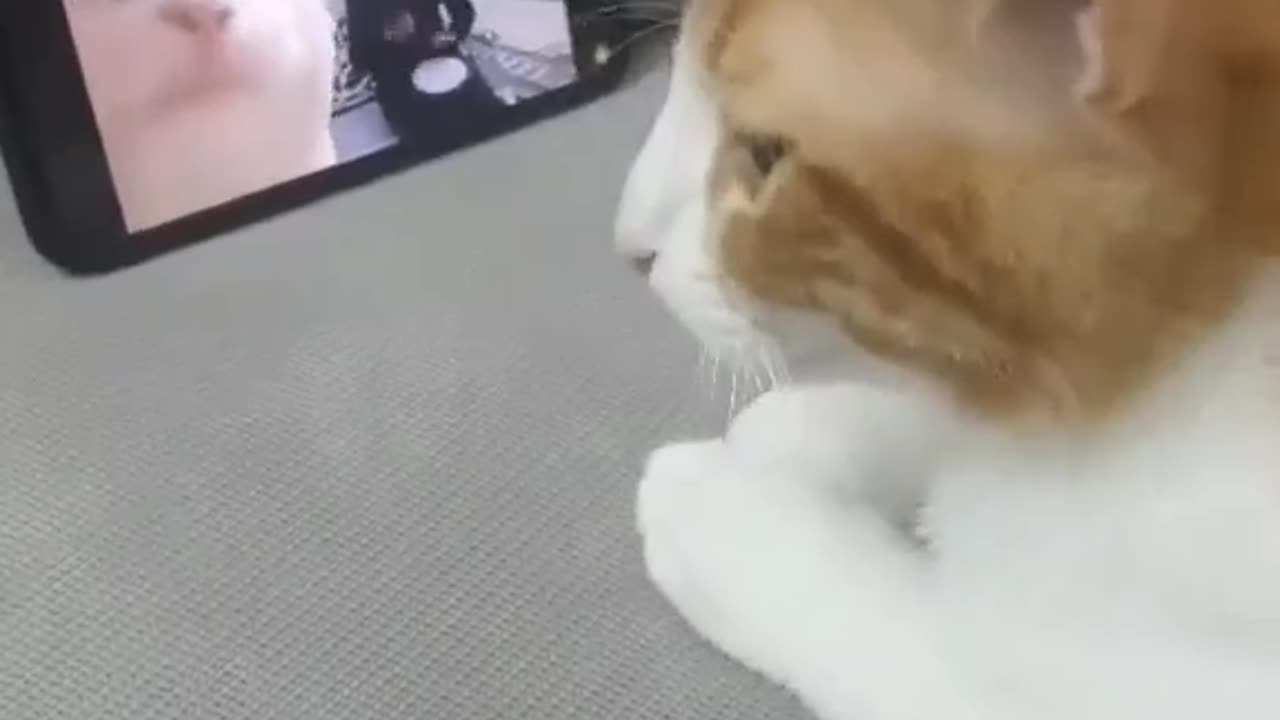 This cat dance better than you !!