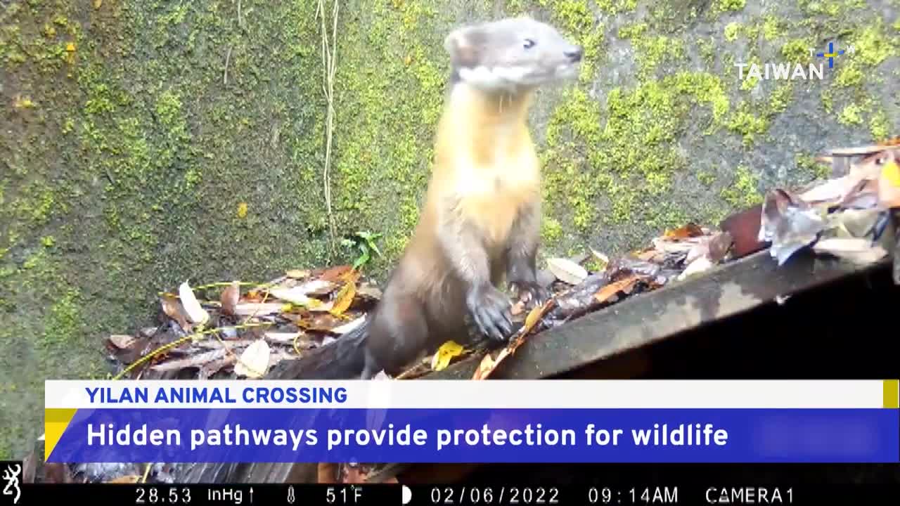 Animal Crossings Protect Wildlife from Traffic in Taiwan National Park