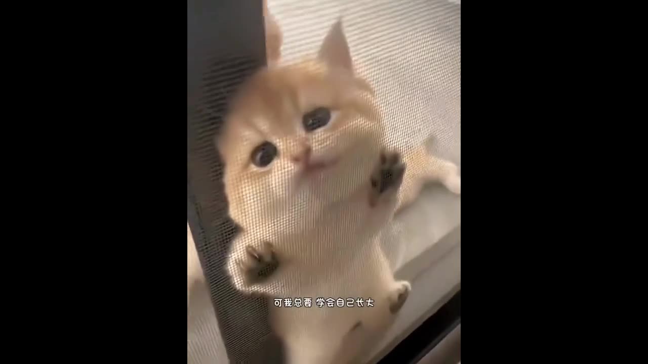 Funny and cute pets part 5