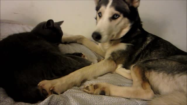 Cat and dog fight then kiss and make up!