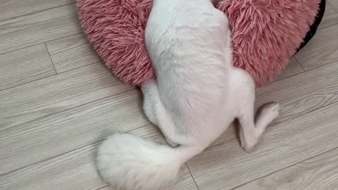 The back looks suspicious.