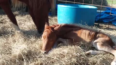 Our first foal