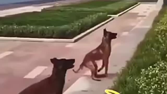 Belgian Shepherd Mind blowing Super Jump