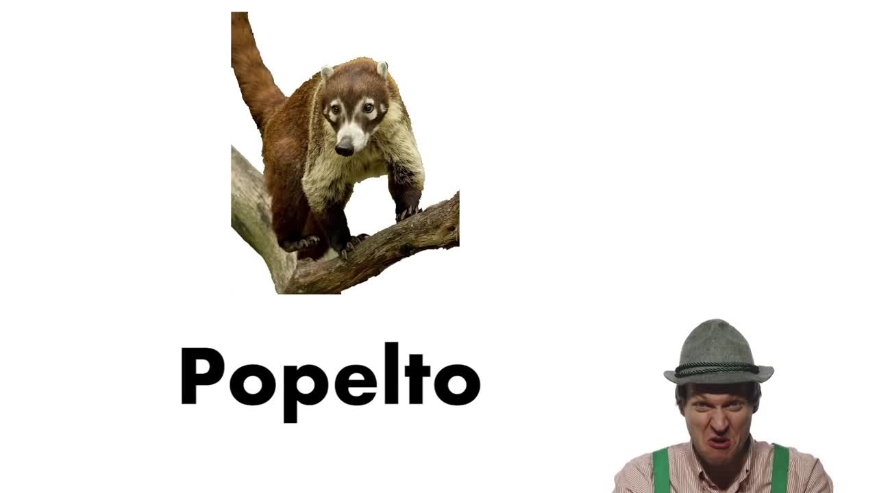 Top 55 German Animals || CopyCatChannel