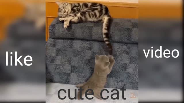 Two cute funny cat