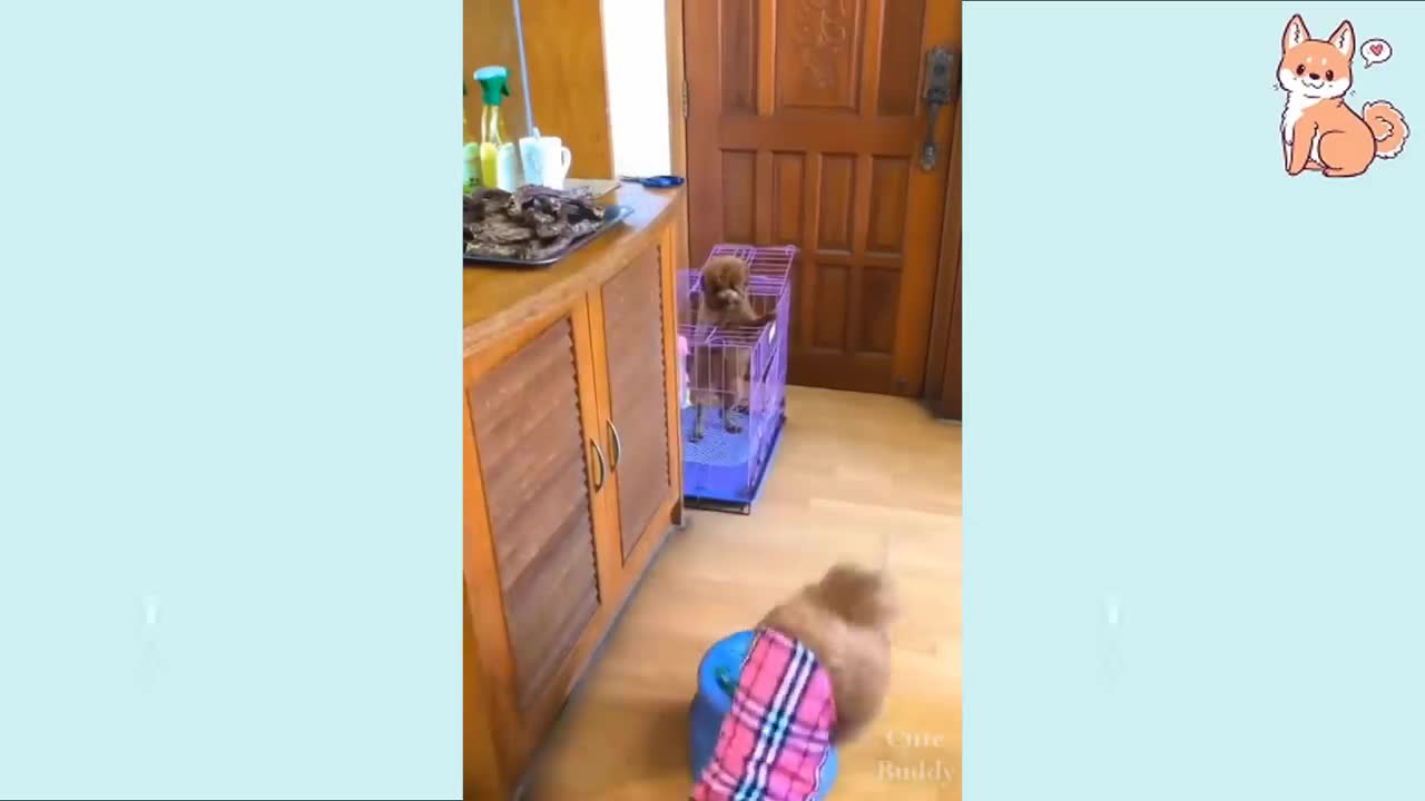 The most beautiful funny clips for babies with dogs.part 5