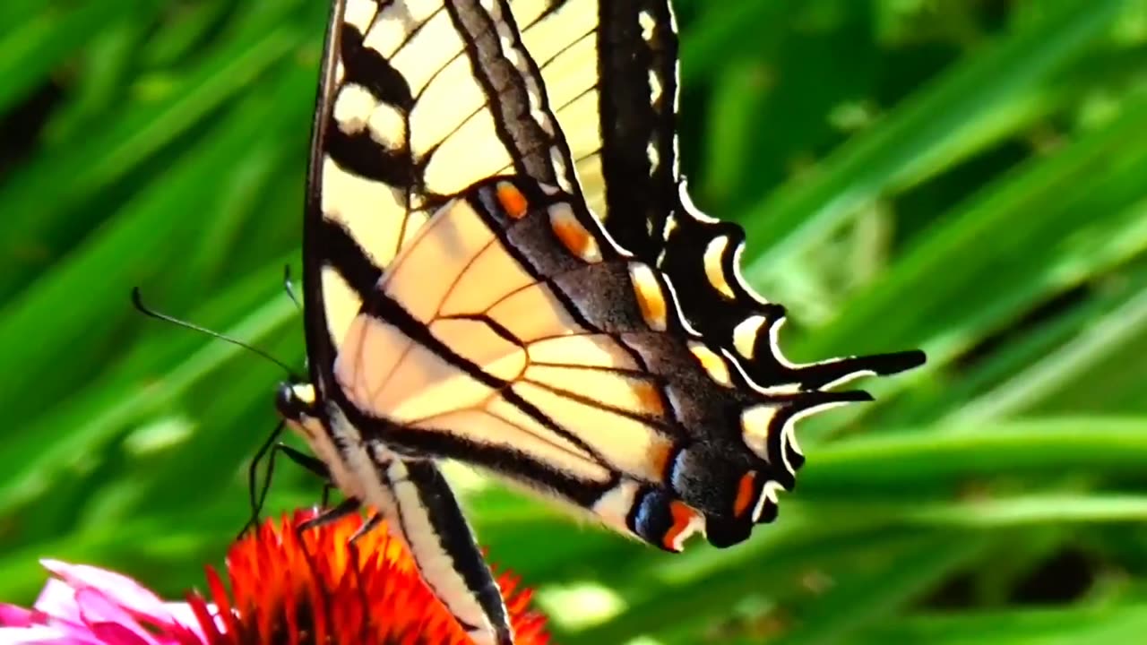 Swallowtail Butterfly