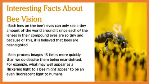 How Many Eyes Does a Bee Have?