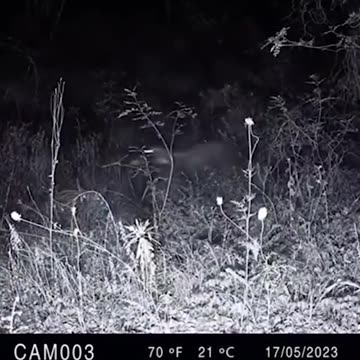 Can you tell me what kind of animal that is?