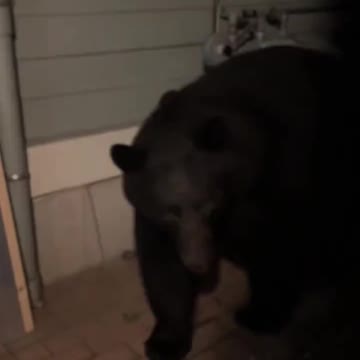 I have a bear at my door