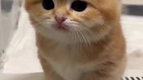 Cats & Funny Cats