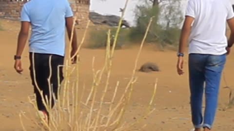 Beauty of Desert
