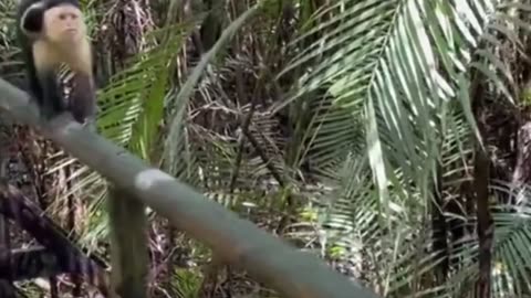 Animals enjoying video #1[ cute 🥰♥️ animals compilation 2023]