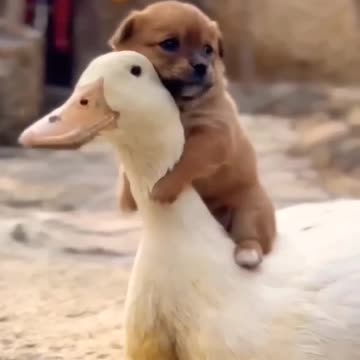 DUN AND DUCK SO CUTE LOVE