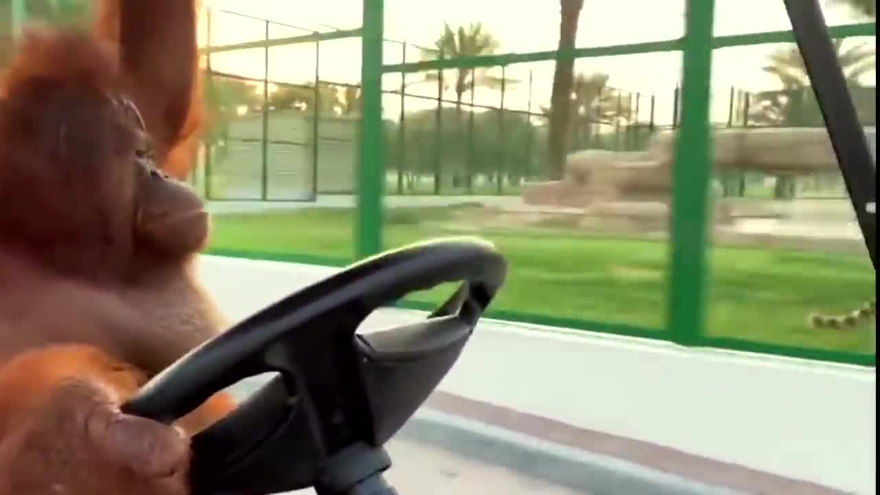 Driving to the banana store