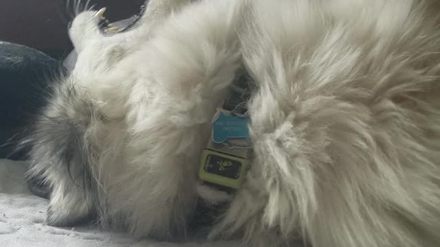 Silly Husky Tantrum