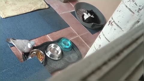 Bird steals cat food while cat sleeps