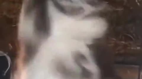 Beautiful Cat's