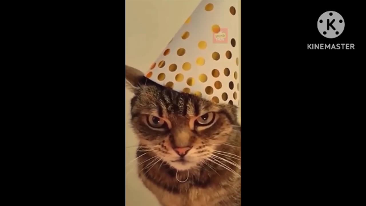 Funny Cats Comedy Video