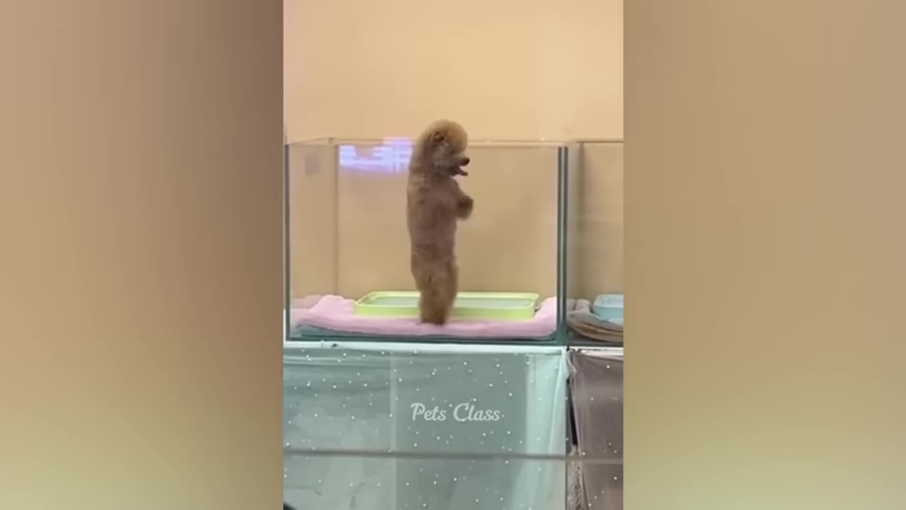 Funniest Animals 2023 π Funny Dogs and Cats Videos πΊπΆ