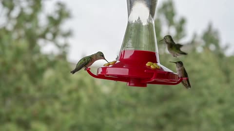 Most Unique Birds in the World!