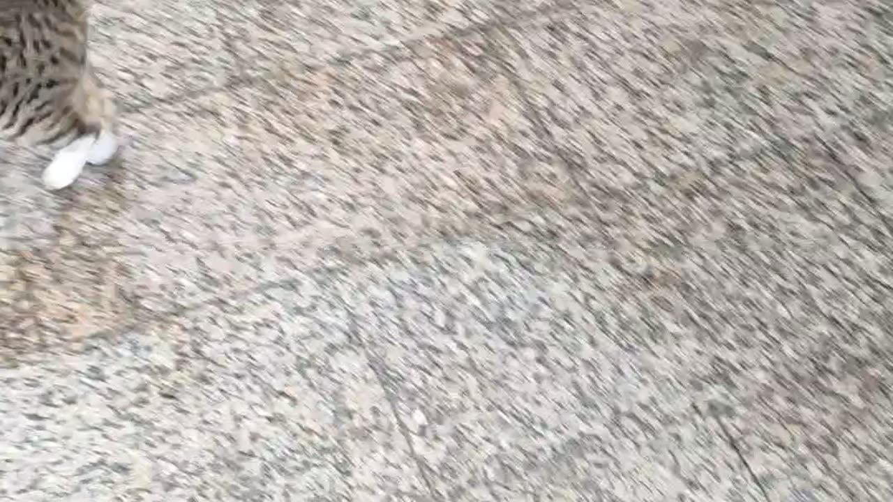 Cute cat