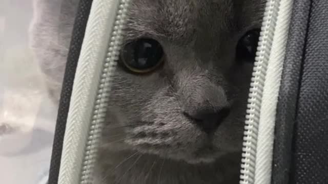 59_26616_火鸡喵喵叫_分开一年了 前男友回来看他 他的眼神好像在说 你怎么才回来阿 是啊 你怎么才回来啊#陪你看星星