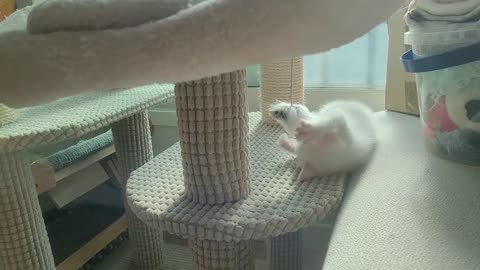 A kitten playing with a mouse toy