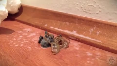 Parasite Emerges From Dead Spider