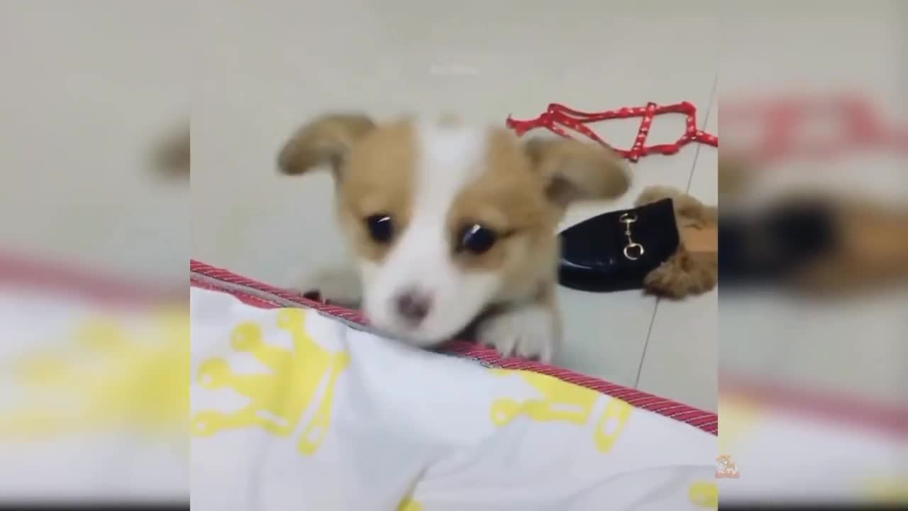 Cute Funny Puppy Dogs Aww Looks So Cute Dogs