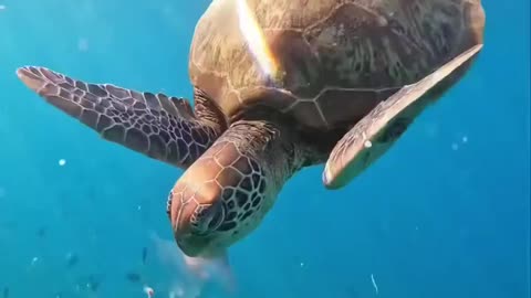 Attractive view of underwater animal #short #shorts #viral