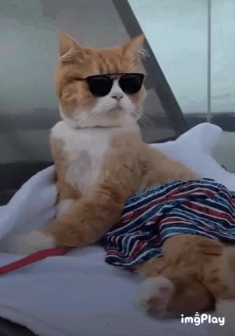 Cute Cat Gif