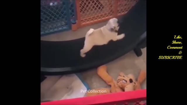Cute And Funny Pet Videos Compilation #8 ♥ Funny Dog Videos Baby Dogs #5