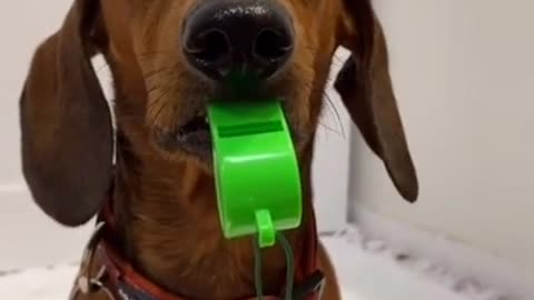 🤣 Funniest 🐶 Dogs - Awesome Funny Pet Animals Videos 😇 #short