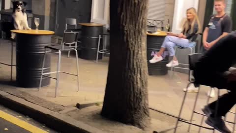Dog at Outdoor Restaurant Patiently Waits for Food