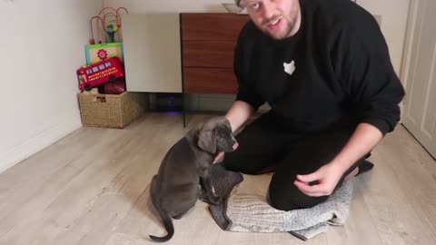 CUTEST CANE CORSO PUPPY IN THE WORLD!