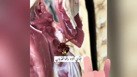 Bee Cut peace of Cow Meat all Herself