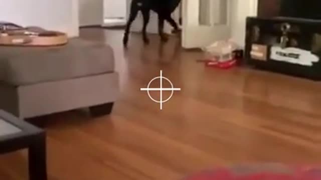 I GOT IT! | funny dog videos | cute dog #dog