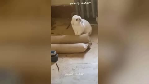 Try not to laugh EXTREMELY DIFFICULT