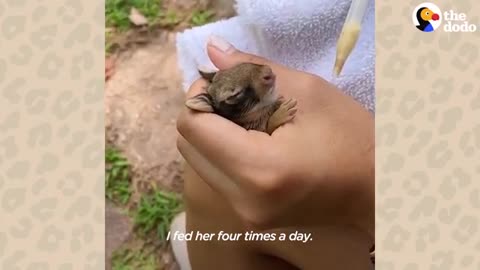 Lady Rescues A Newborn Rabbit And Raisse's Ready To Be Wild - The Dodo Wild Hearts_Cut