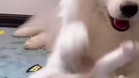 Funny dog vs cat video