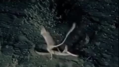 Mouse vs snake fighting