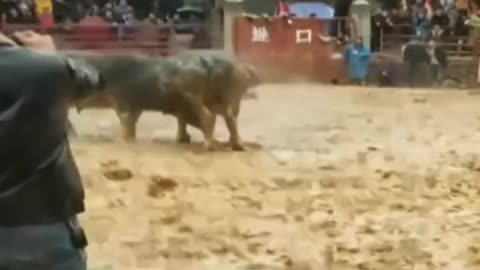 Bull fight one bull death very cruel people