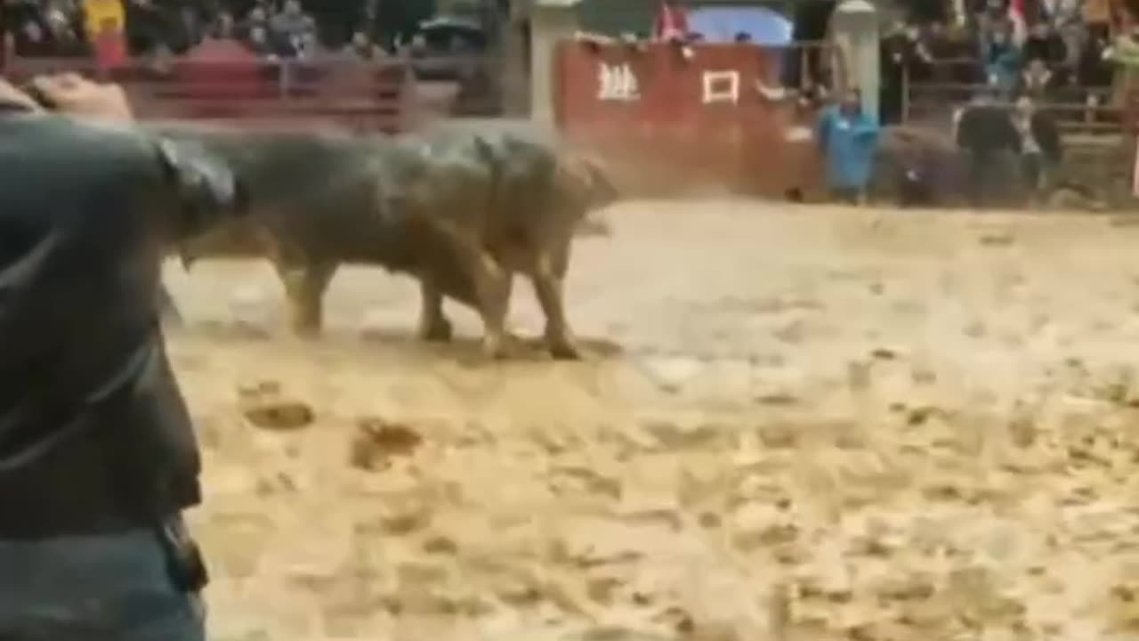 Bull fight one bull death very cruel people