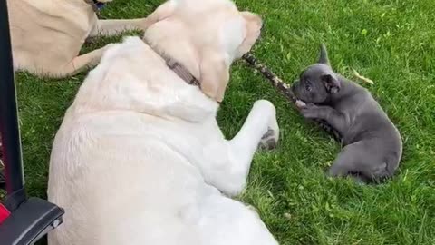 Blu Taking a Tug of War Lesson