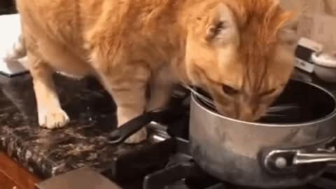 Cute Cat Gif