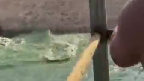 The Duck Have Better Skill Than Crocodile