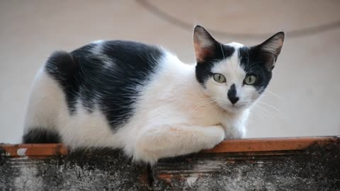 Cheeky cat hilariously steals snack